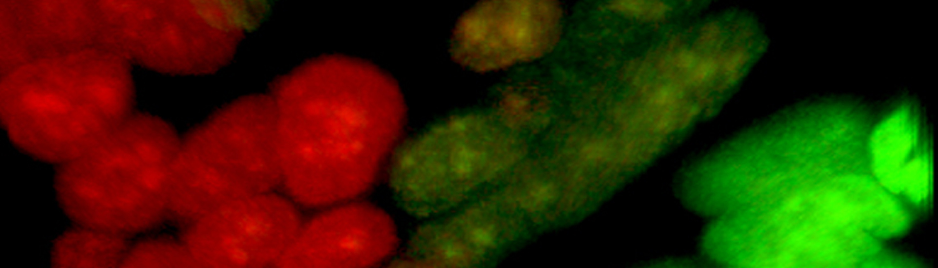 中科院腦智卓越中心在視網膜干細胞胚胎起源方面取得進展